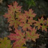 D700 White Balance & Exposure Tests